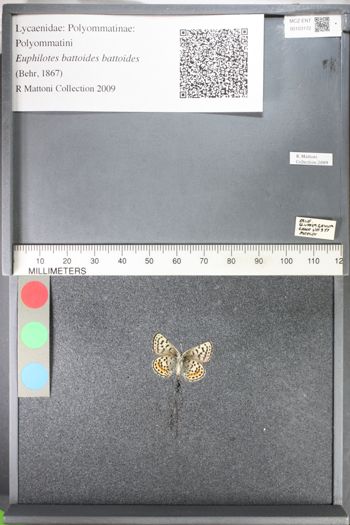 Media type: image;   Entomology 103172